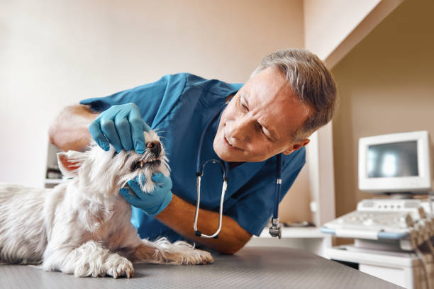 Best Mobile Emergency Dentist in Delcambre, LA
